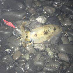 焼津　石津浜アオリイカエギング